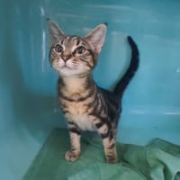 JIRAYA C, chatte à adopter