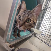 MIMOU C, chat à adopter