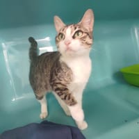 MANA C, chatte à adopter