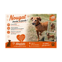 NOUGAT  (réservé), chien à adopter
