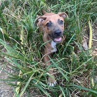 OSTARIA (EN FR), chienne à adopter