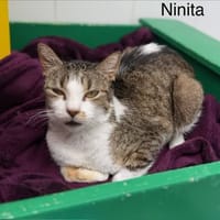 Ninita, chatte à adopter