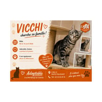 VICCHI (Réservé), chat à adopter