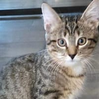 Boomer, chat à adopter