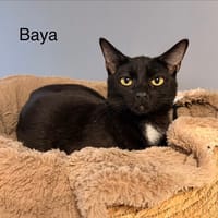 Baya, chatte à adopter