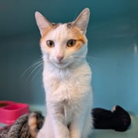DOLLY, chatte à adopter