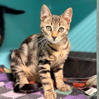 MIEL, chat à adopter