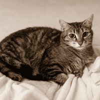 ALBA QCT, chatte à adopter
