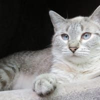 BIJOU (réservée), chatte à adopter