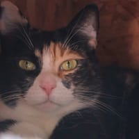 HARUKO, chatte à adopter