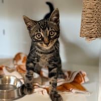 GOLDEN, chat à adopter