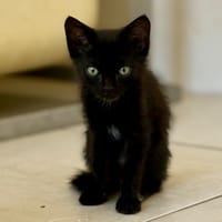 Bidart, chat à adopter