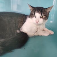 KANKURO C, chat à adopter