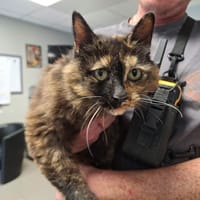 PRUNE, chatte à adopter