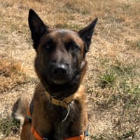 FARGO, chien à adopter