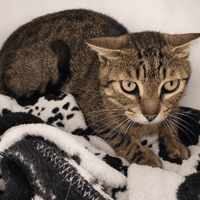 AFAITU QCT, chat à adopter
