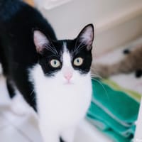 Judith, chatte à adopter