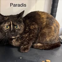 Paradis, chatte à adopter