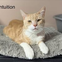 Intuition, chat à adopter