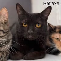 Réflexe, chat à adopter