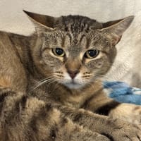 ZOA, chatte à adopter