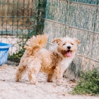 Fripon, chien à adopter