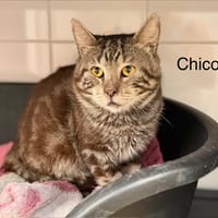 Chico, chat à adopter