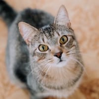 Willy, chat à adopter