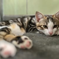 UTILY, chat à adopter