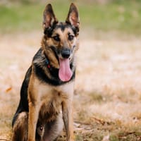 Skyjo, chien à adopter