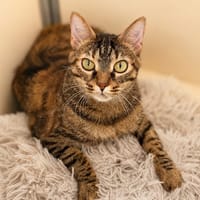 Ambre, chatte à adopter