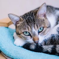 Mikado [FIV+], chat à adopter