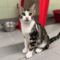 MONO, chat à adopter
