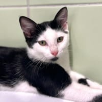 CABRIOLE, chatte à adopter