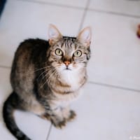 Shadow, chat à adopter