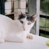 Romy, chatte à adopter
