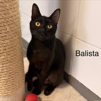 Balista, chatte à adopter