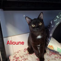 ALIOUNE, chat à adopter
