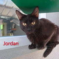 JORDAN, chat à adopter
