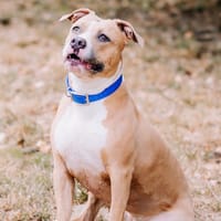 Chachou, chienne à adopter