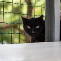 Waipi, chat à adopter