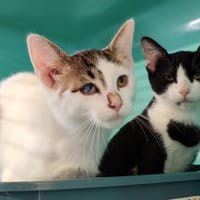 WESLEY, chat à adopter