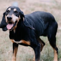 Magnum, chien à adopter