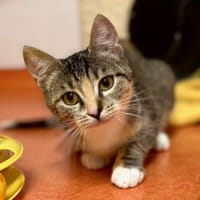 AMIE, chatte à adopter