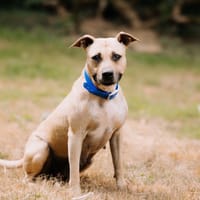 Sherka, chienne à adopter