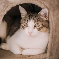 Liliane, chatte à adopter