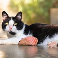 Félix, chat à adopter