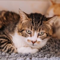 Barbapapa [FIV+], chat à adopter