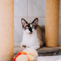 Fiona, chatte à adopter