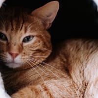 Ficello, chat à adopter